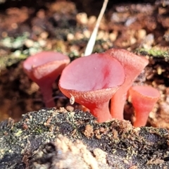 Ascocoryne sarcoides at Paddys River, ACT - 6 May 2022