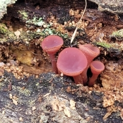 Ascocoryne sarcoides at Paddys River, ACT - 6 May 2022