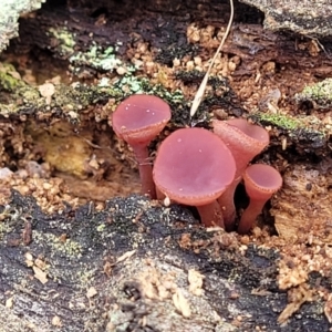 Ascocoryne sarcoides at Paddys River, ACT - 6 May 2022