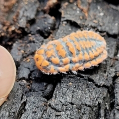 Monophlebulus sp. (genus) (Giant Snowball Mealybug) at Paddys River, ACT - 6 May 2022 by trevorpreston