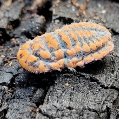 Monophlebulus sp. (genus) at Paddys River, ACT - 6 May 2022