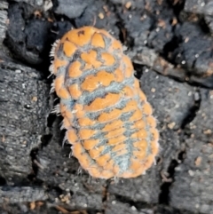 Monophlebulus sp. (genus) at Paddys River, ACT - 6 May 2022