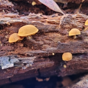 zz agaric (stem; gills not white/cream) at Paddys River, ACT - 6 May 2022 11:31 AM