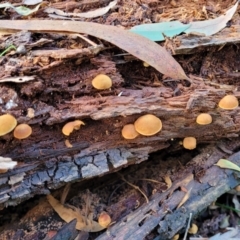 zz agaric (stem; gills not white/cream) at Paddys River, ACT - 6 May 2022 11:31 AM