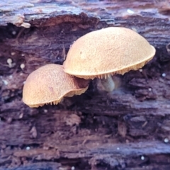 zz agaric (stem; gills not white/cream) at Paddys River, ACT - 6 May 2022 11:31 AM