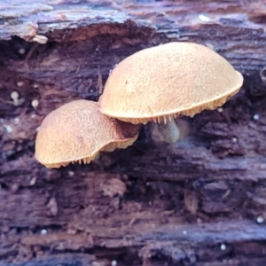 zz agaric (stem; gills not white/cream) at Paddys River, ACT - 6 May 2022