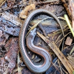 Anepischetosia maccoyi (MacCoy's Skink) at Paddys River, ACT - 6 May 2022 by trevorpreston