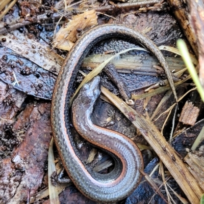 Anepischetosia maccoyi (MacCoy's Skink) at Paddys River, ACT - 6 May 2022 by trevorpreston