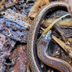 Anepischetosia maccoyi at Paddys River, ACT - 6 May 2022