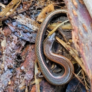 Anepischetosia maccoyi at Paddys River, ACT - 6 May 2022