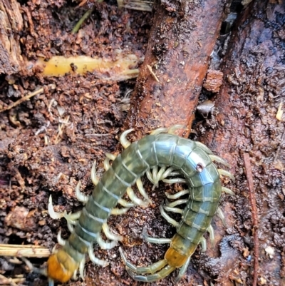Scolopendromorpha (order) (A centipede) at Paddys River, ACT - 6 May 2022 by trevorpreston