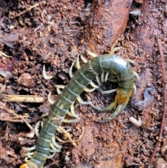 Scolopendromorpha (order) at Paddys River, ACT - 6 May 2022 11:27 AM