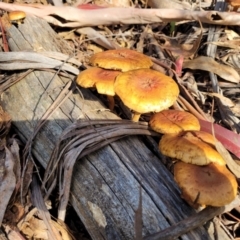 zz agaric (stem; gills not white/cream) at Paddys River, ACT - 6 May 2022 by trevorpreston