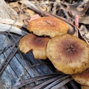 zz agaric (stem; gills not white/cream) at Paddys River, ACT - 6 May 2022 11:23 AM