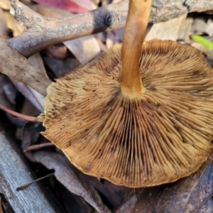 zz agaric (stem; gills not white/cream) at Paddys River, ACT - 6 May 2022