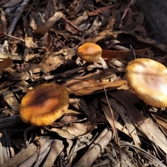 zz agaric (stem; gills not white/cream) at Paddys River, ACT - 6 May 2022