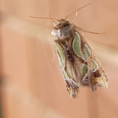 Cosmodes elegans (Green Blotched Moth) at Sullivans Creek, Lyneham South - 5 May 2022 by trevorpreston
