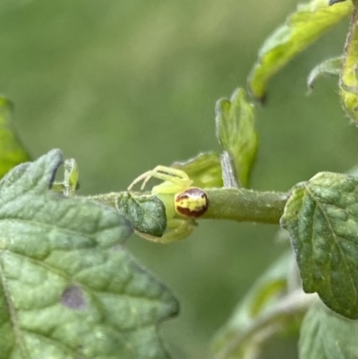 Lehtinelagia sp. (genus) (Flower Spider or Crab Spider) at Wanniassa, ACT - 30 Apr 2022 by jks