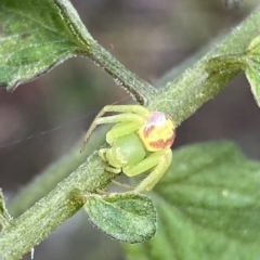 Lehtinelagia sp. (genus) at Wanniassa, ACT - 30 Apr 2022