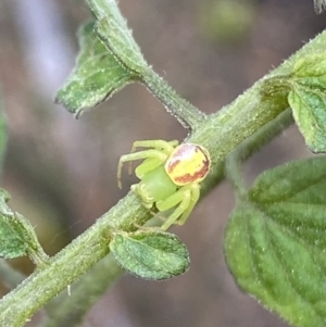 Lehtinelagia sp. (genus) at Wanniassa, ACT - 30 Apr 2022