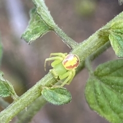Lehtinelagia sp. (genus) at Wanniassa, ACT - 30 Apr 2022