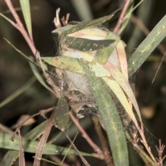 Unidentified Other web-building spider (TBC) at Aranda, ACT - 5 May 2022 by AlisonMilton