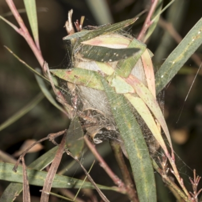 Unidentified Spider (Araneae) at Point 4150 - 5 May 2022 by AlisonMilton