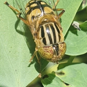 Eristalinus punctulatus at Bomaderry, NSW - 2 May 2022