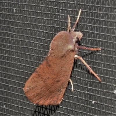 Fisera perplexata (Light-tan Crest-moth) at Wanniassa, ACT - 5 May 2022 by JohnBundock