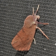Fisera perplexata (Light-tan Crest-moth) at Wanniassa, ACT - 5 May 2022 by JohnBundock