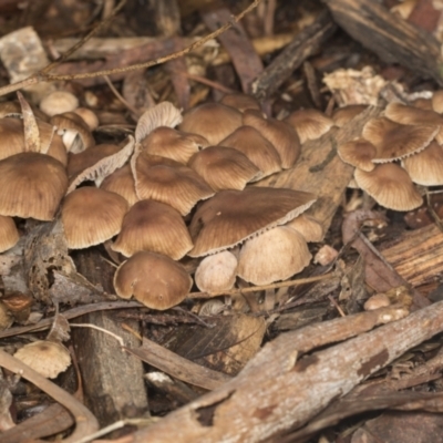 zz agaric (stem; gills not white/cream) at Higgins, ACT - 5 May 2022 by AlisonMilton