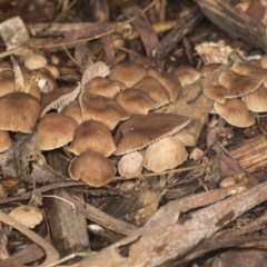 Unidentified Cap on a stem; gills below cap [mushrooms or mushroom-like] (TBC) at Higgins, ACT - 5 May 2022 by AlisonMilton