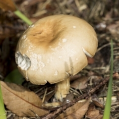 zz agaric (stem; gills not white/cream) at Higgins, ACT - 5 May 2022 by AlisonMilton