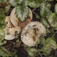 Unverified Cap on a stem; gills below cap [mushrooms or mushroom-like] at Higgins, ACT - 5 May 2022 by AlisonMilton