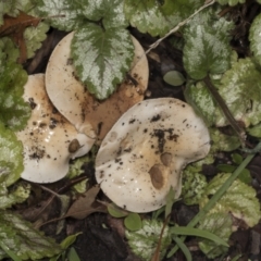 Unidentified Cap on a stem; gills below cap [mushrooms or mushroom-like] (TBC) at Higgins, ACT - 5 May 2022 by AlisonMilton