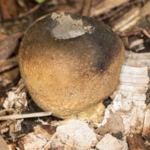 zz puffball at Higgins, ACT - 5 May 2022 11:42 AM