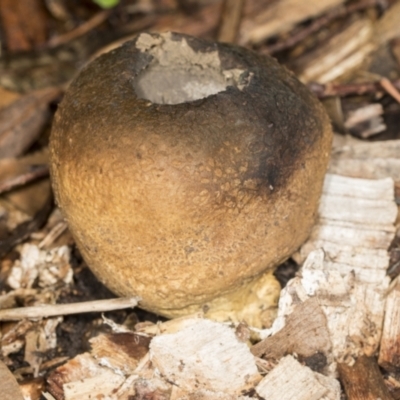 Unidentified Puffball & the like at Higgins, ACT - 5 May 2022 by AlisonMilton