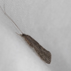 Trichoptera sp. (order) (Unidentified Caddisfly) at Higgins, ACT - 5 May 2022 by AlisonMilton