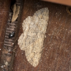 Ectropis excursaria (Common Bark Moth) at Higgins, ACT - 5 May 2022 by AlisonMilton