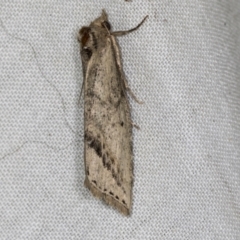 Lophotoma metabula (A Erebid moth) at Higgins, ACT - 26 Apr 2022 by AlisonMilton
