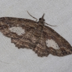 Chloroclystis filata (Filata Moth, Australian Pug Moth) at Higgins, ACT - 26 Apr 2022 by AlisonMilton