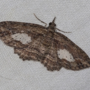 Chloroclystis filata at Higgins, ACT - 26 Apr 2022