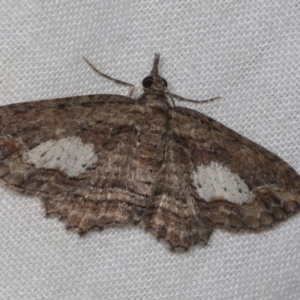 Chloroclystis filata at Higgins, ACT - 26 Apr 2022 07:41 PM