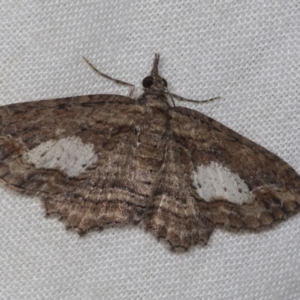 Chloroclystis filata at Higgins, ACT - 26 Apr 2022