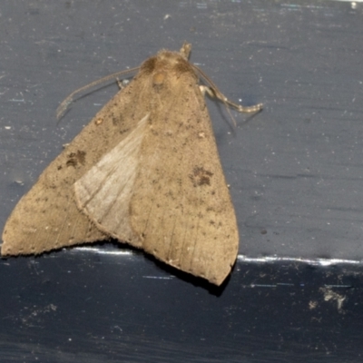 Rhapsa suscitatalis (Wedged Rhapsa) at Higgins, ACT - 3 May 2022 by AlisonMilton