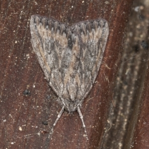 Ciampa arietaria at Higgins, ACT - 5 May 2022 04:17 PM