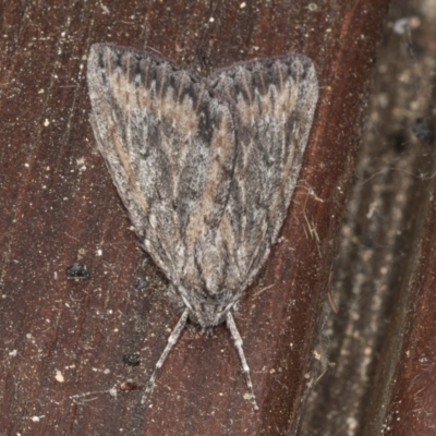 Ciampa arietaria (Brown Pasture Looper Moth) at Higgins, ACT - 5 May 2022 by AlisonMilton