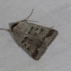 Pantydia sparsa (Noctuid Moth) at Higgins, ACT - 5 May 2022 by AlisonMilton