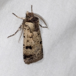 Agrotis porphyricollis at Higgins, ACT - 26 Apr 2022 07:38 PM