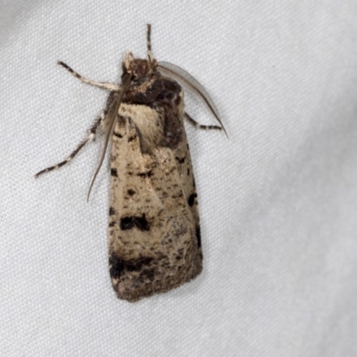 Agrotis porphyricollis (Variable Cutworm) at Higgins, ACT - 26 Apr 2022 by AlisonMilton